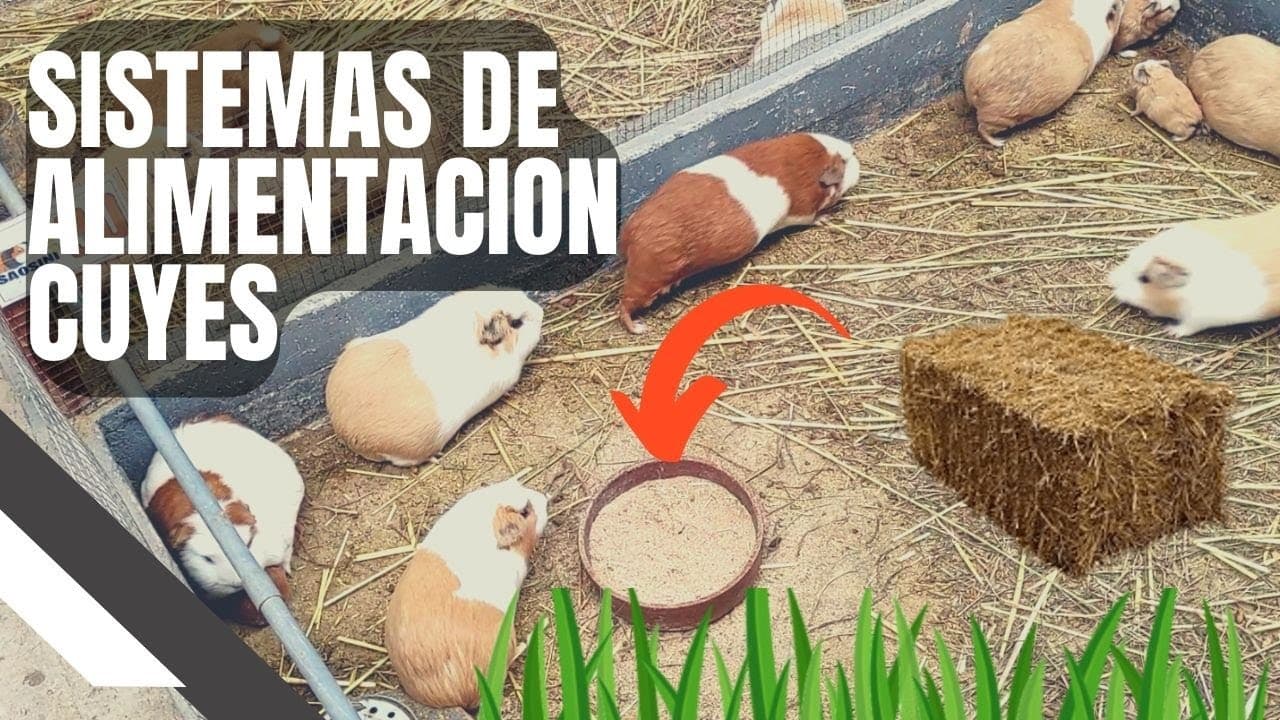 Sistemas de Alimentación en Cuyes: ¿Cuál es el mejor para tu granja?