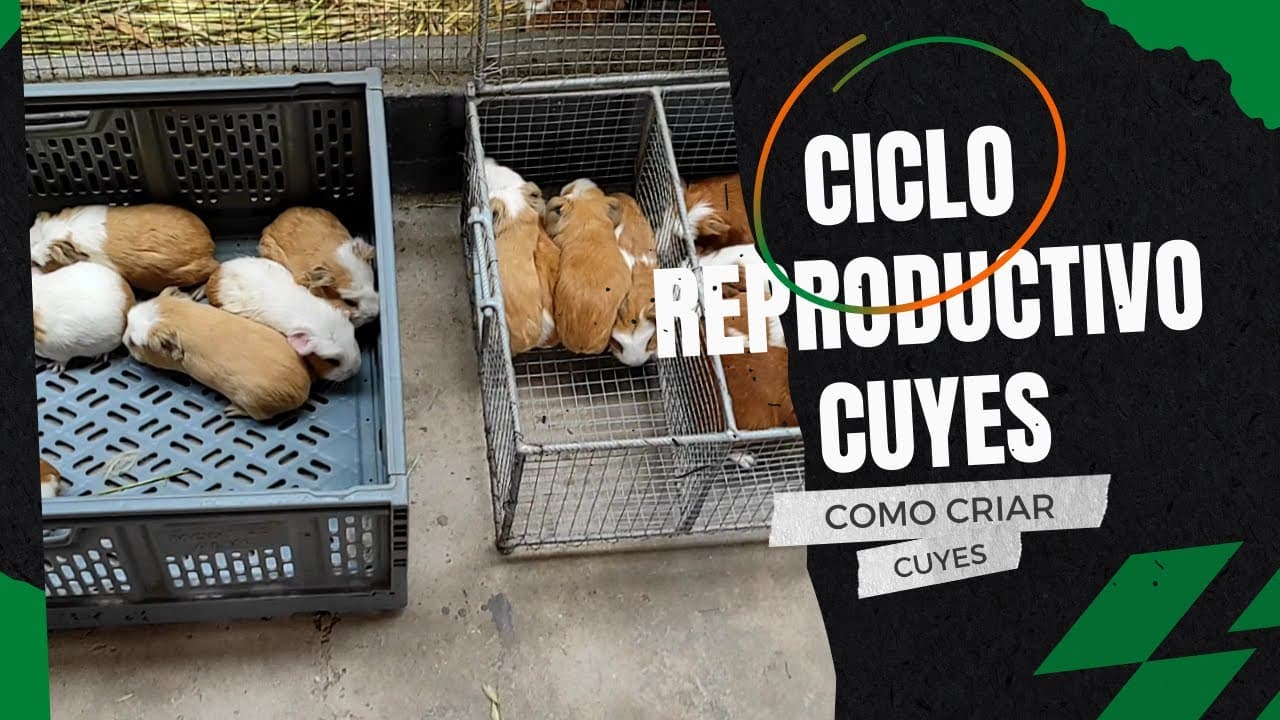 El Ciclo Reproductivo del Cuy: Guía Paso a Paso en Granja Saosini