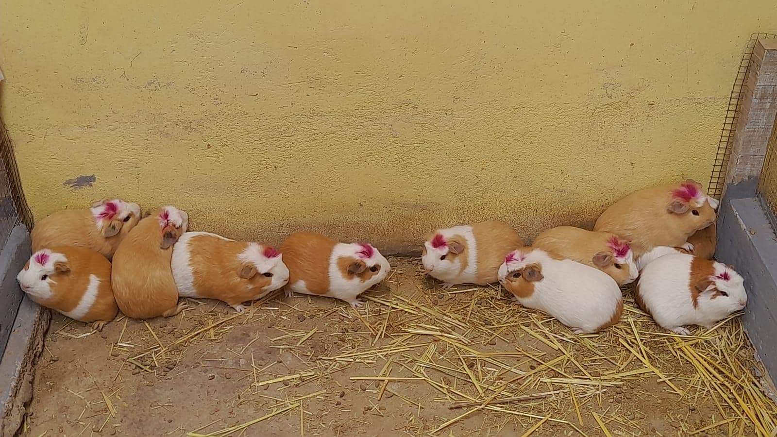 Hembra Reproductora - Línea Comercial