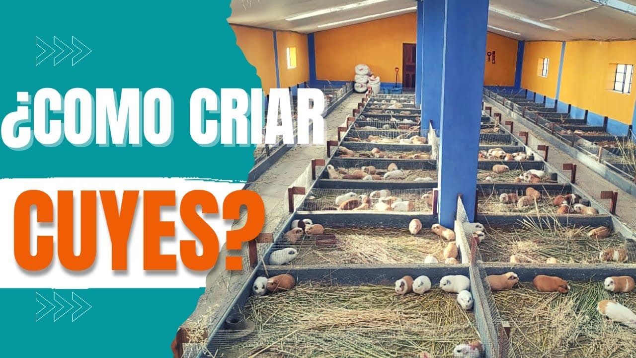 Cómo empezar una crianza de cuyes: Guía Completa