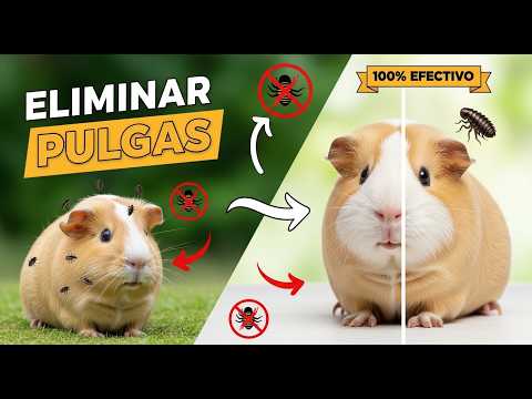 Control de Ectoparásitos en Cuyes