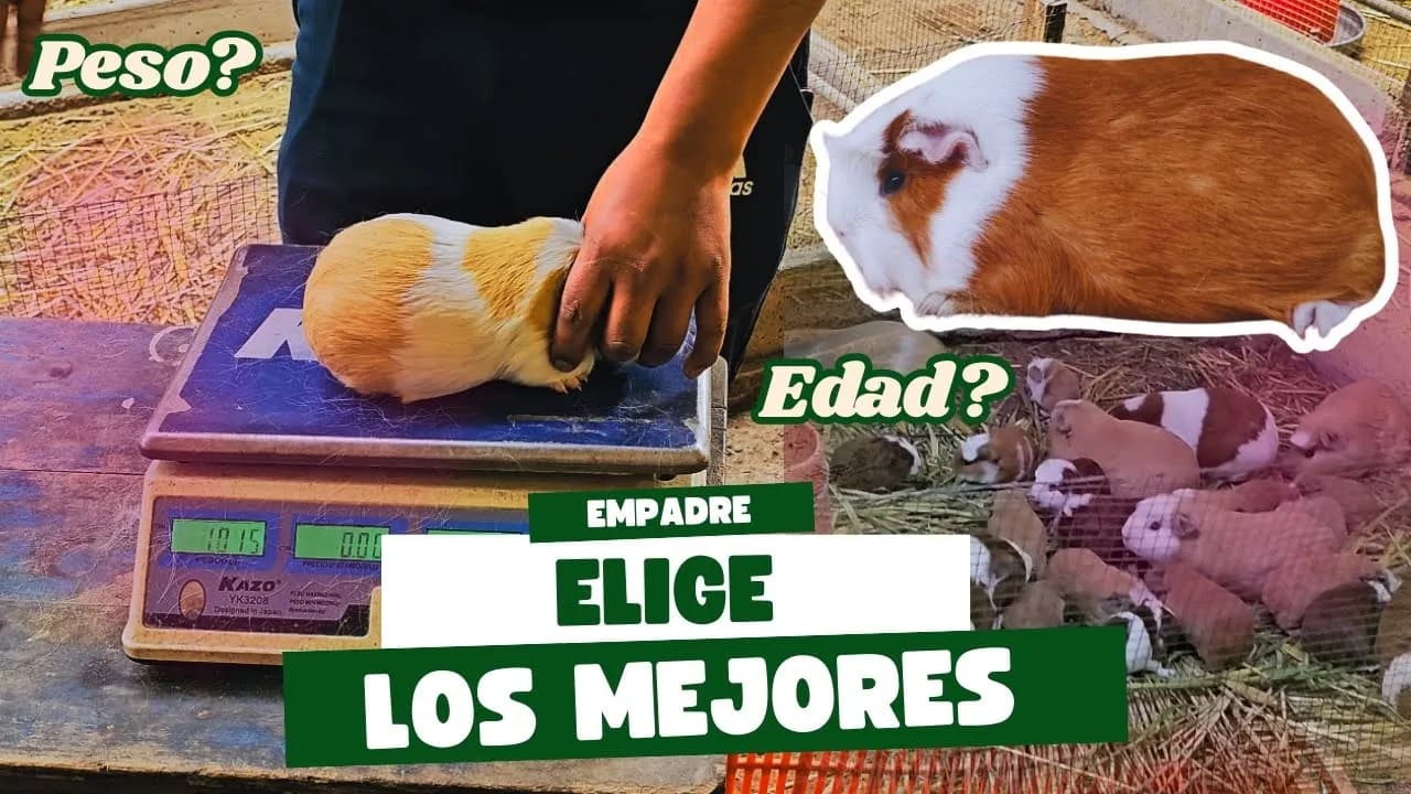 Selección y Empadre: Cómo mejorar la genética de tu granja de cuyes